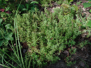 Photo By: Stephen M. Young. Photo taken: Richmond County, NY on 12 August 2003